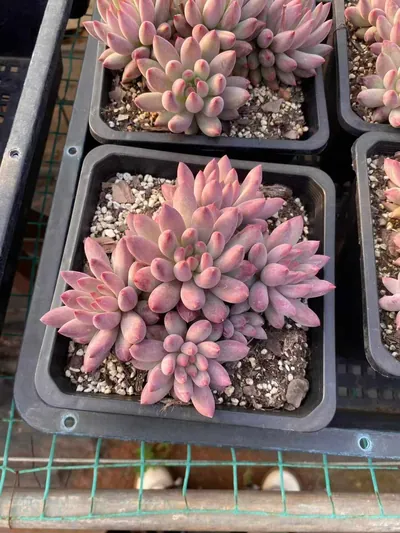 Echeveria 'Kingyobina' Cluster (金鱼姬群) succulent — wholesale bare-root export from Yunnan, China (2 of 7)