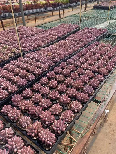 Echeveria 'Kingyobina' (金鱼姬) succulent — wholesale bare-root export from Yunnan, China (3 of 4)