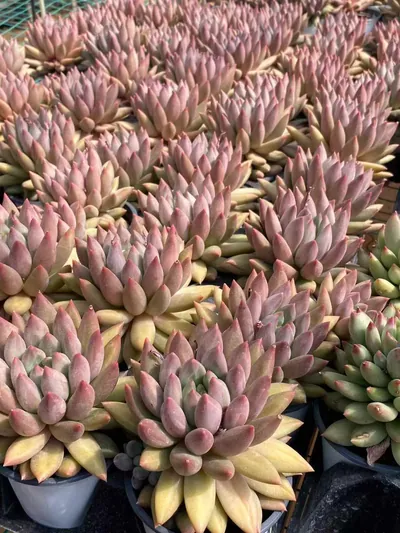 Echeveria 'Kingyobina' sp. (金鱼姬sp) succulent — wholesale bare-root export from Yunnan, China (4 of 5)