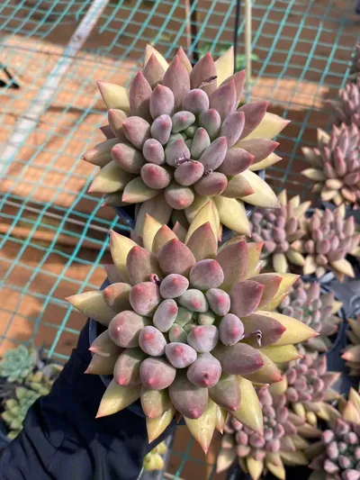 Echeveria 'Kingyobina' sp. (金鱼姬sp) succulent — wholesale bare-root export from Yunnan, China (2 of 5)