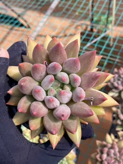 Echeveria Echeveria 'Kingyobina' sp. succulent — wholesale export from Yunnan, China