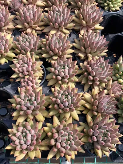 Echeveria 'Kingyobina' sp. (金鱼姬sp) succulent — wholesale bare-root export from Yunnan, China (5 of 5)