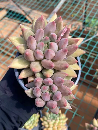 Echeveria 'Kingyobina' sp. (金鱼姬sp) succulent — wholesale bare-root export from Yunnan, China (3 of 5)