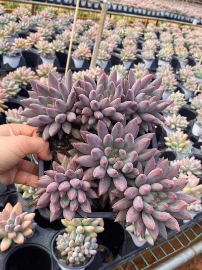 Echeveria 'Kingyobina' sp. Large Cluster (金鱼姬sp大群) succulent — wholesale bare-root export from Yunnan, China (2 of 4)