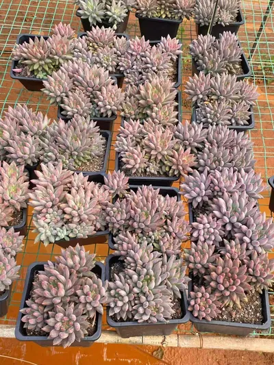 Echeveria 'Kingyobina' sp. Large Cluster (金鱼姬sp大群) succulent — wholesale bare-root export from Yunnan, China (4 of 4)