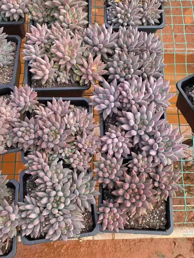 Echeveria 'Kingyobina' sp. Large Cluster (金鱼姬sp大群) succulent — wholesale bare-root export from Yunnan, China (3 of 4)