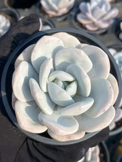 Echeveria Echeveria laui succulent — wholesale export from Yunnan, China