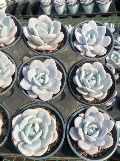 Echeveria laui (雪莲) succulent — wholesale bare-root export from Yunnan, China (6 of 6)
