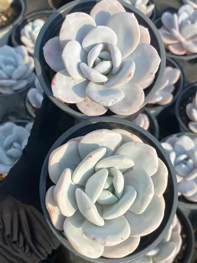 Echeveria laui (雪莲) succulent — wholesale bare-root export from Yunnan, China (3 of 6)