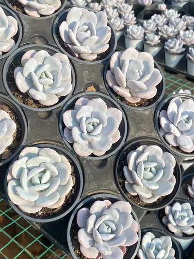 Echeveria laui (雪莲) succulent — wholesale bare-root export from Yunnan, China (5 of 6)