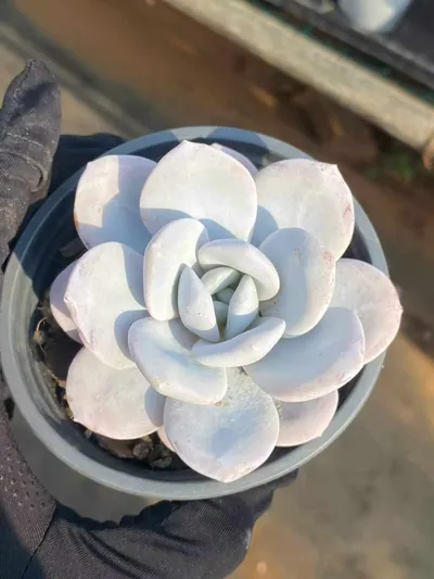 Echeveria laui (雪莲) succulent — wholesale bare-root export from Yunnan, China (2 of 6)