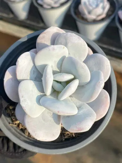 Echeveria laui (雪莲) succulent — wholesale bare-root export from Yunnan, China (4 of 6)