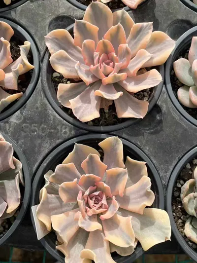 Echeveria 'Liberia' Variegated (利比里亚锦) succulent — wholesale bare-root export from Yunnan, China (3 of 3)
