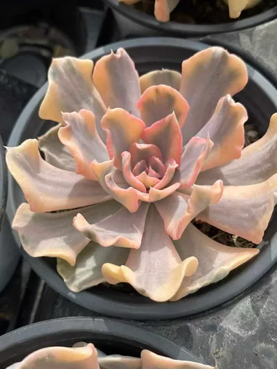 Echeveria Echeveria 'Liberia' Variegated succulent — wholesale export from Yunnan, China