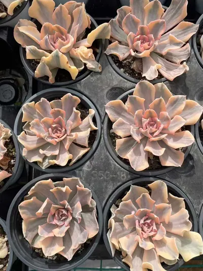 Echeveria 'Liberia' Variegated (利比里亚锦) succulent — wholesale bare-root export from Yunnan, China (2 of 3)