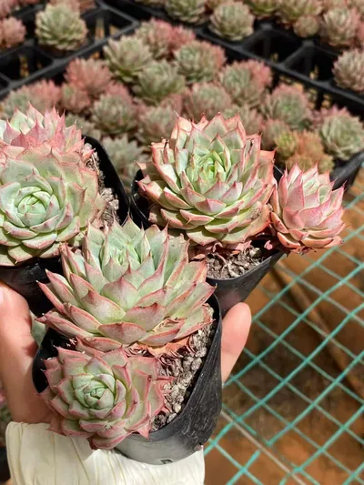 Echeveria 'Lindsayana' (林杰安娜) succulent — wholesale bare-root export from Yunnan, China (2 of 4)