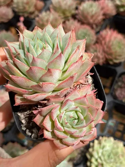 Echeveria 'Lindsayana' (林杰安娜) succulent — wholesale bare-root export from Yunnan, China (4 of 4)