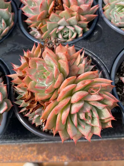 Echeveria Echeveria 'Lindsayana' Cluster succulent — wholesale export from Yunnan, China