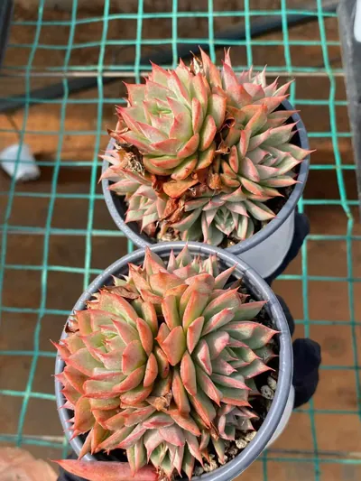 Echeveria 'Lindsayana' Cluster (林杰安娜群) succulent — wholesale bare-root export from Yunnan, China (2 of 4)