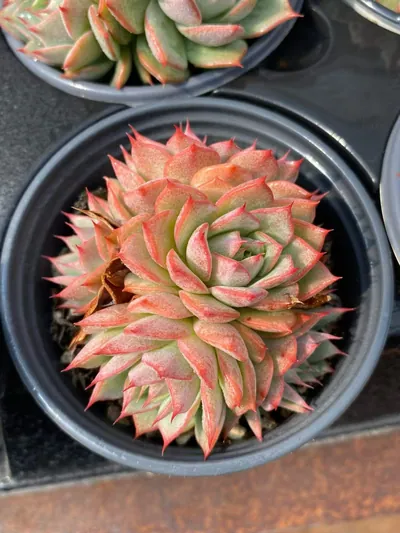Echeveria 'Lindsayana' Cluster (林杰安娜群) succulent — wholesale bare-root export from Yunnan, China (3 of 4)