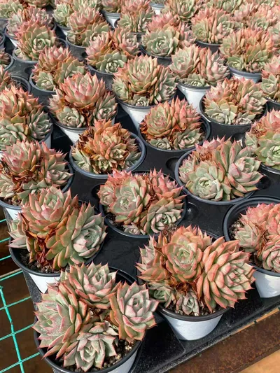 Echeveria 'Lindsayana' Cluster (林杰安娜群) succulent — wholesale bare-root export from Yunnan, China (4 of 4)