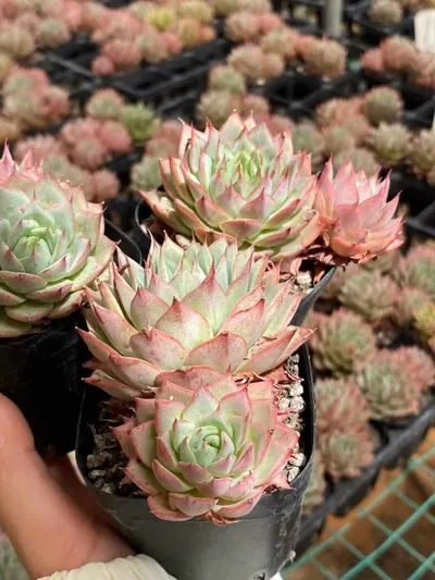 Echeveria 'Lindsayana' (林杰安娜) succulent — wholesale bare-root export from Yunnan, China (3 of 4)