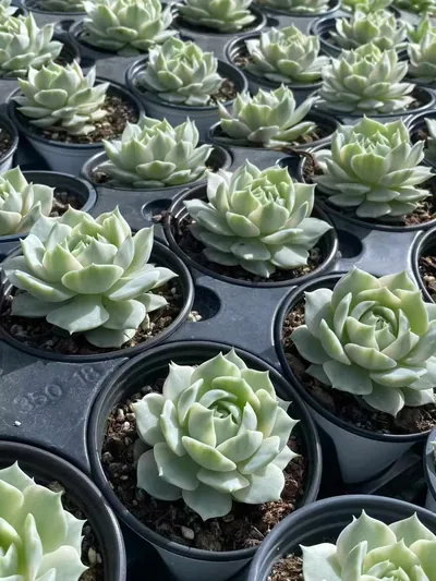 Echeveria 'Lola' Reverse Variegated (露娜莲覆轮锦) succulent — wholesale bare-root export from Yunnan, China (2 of 4)