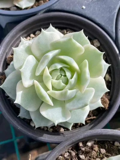 Echeveria Echeveria 'Lola' Reverse Variegated succulent — wholesale export from Yunnan, China