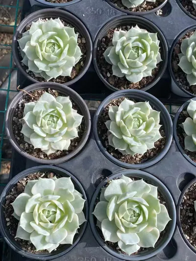 Echeveria 'Lola' Reverse Variegated (露娜莲覆轮锦) succulent — wholesale bare-root export from Yunnan, China (3 of 4)