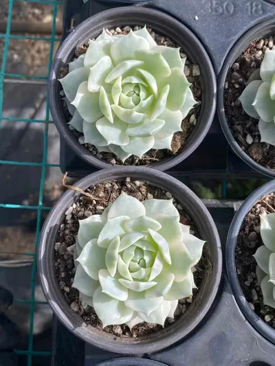 Echeveria 'Lola' Reverse Variegated (露娜莲覆轮锦) succulent — wholesale bare-root export from Yunnan, China (4 of 4)