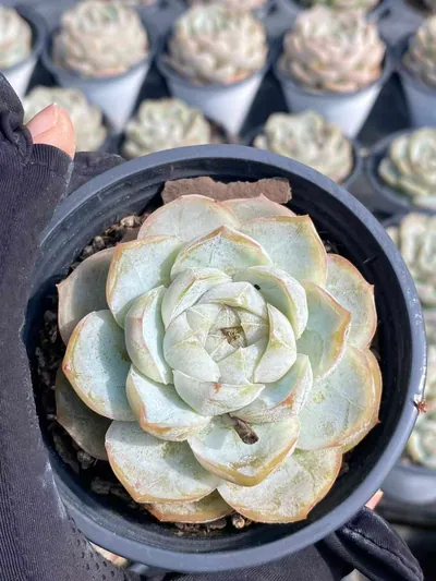 Echeveria 'Macchiato' (玛奇朵) succulent — wholesale bare-root export from Yunnan, China (5 of 6)