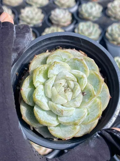 Echeveria Echeveria 'Macchiato' succulent — wholesale export from Yunnan, China