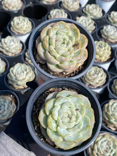 Echeveria 'Macchiato' (玛奇朵) succulent — wholesale bare-root export from Yunnan, China (2 of 6)