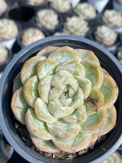 Echeveria 'Macchiato' (玛奇朵) succulent — wholesale bare-root export from Yunnan, China (3 of 6)