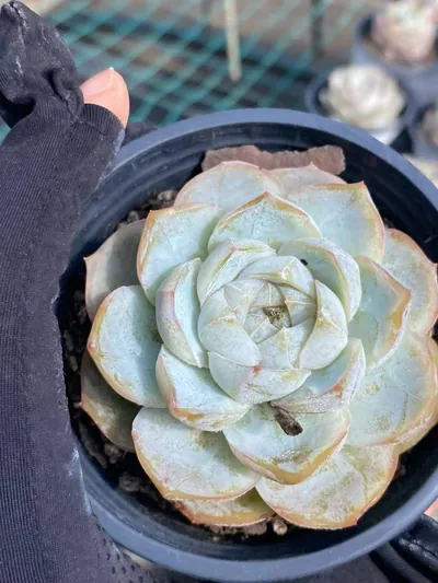 Echeveria 'Macchiato' (玛奇朵) succulent — wholesale bare-root export from Yunnan, China (4 of 6)