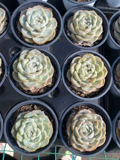 Echeveria 'Macchiato' (玛奇朵) succulent — wholesale bare-root export from Yunnan, China (6 of 6)