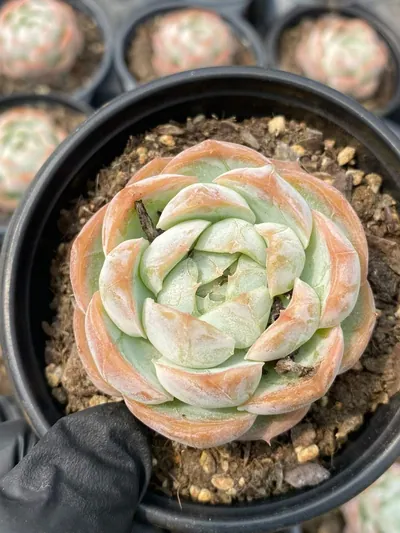 Echeveria Echeveria 'Macchiato' Single succulent — wholesale export from Yunnan, China