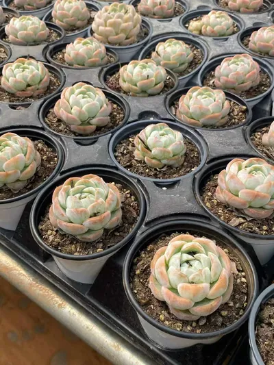 Echeveria 'Macchiato' Single (玛奇朵单头) succulent — wholesale bare-root export from Yunnan, China (2 of 4)