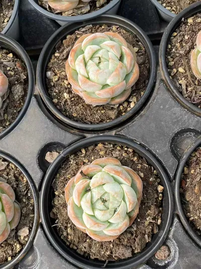Echeveria 'Macchiato' Single (玛奇朵单头) succulent — wholesale bare-root export from Yunnan, China (3 of 4)