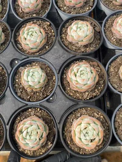 Echeveria 'Macchiato' Single (玛奇朵单头) succulent — wholesale bare-root export from Yunnan, China (4 of 4)