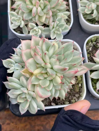 Echeveria Echeveria 'Mebina' Variegated succulent — wholesale export from Yunnan, China