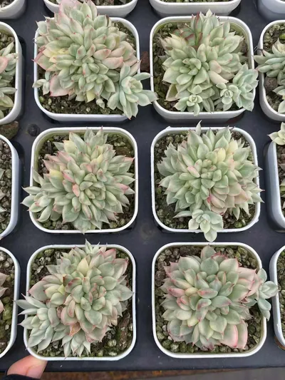 Echeveria 'Mebina' Variegated (女雏锦) succulent — wholesale bare-root export from Yunnan, China (4 of 5)