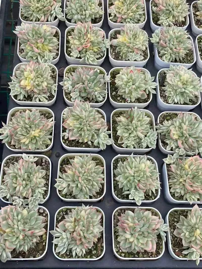 Echeveria 'Mebina' Variegated (女雏锦) succulent — wholesale bare-root export from Yunnan, China (3 of 5)