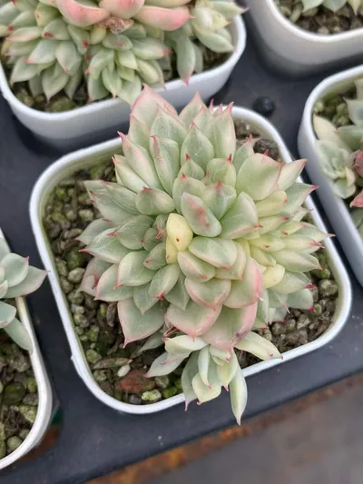 Echeveria 'Mebina' Variegated (女雏锦) succulent — wholesale bare-root export from Yunnan, China (5 of 5)