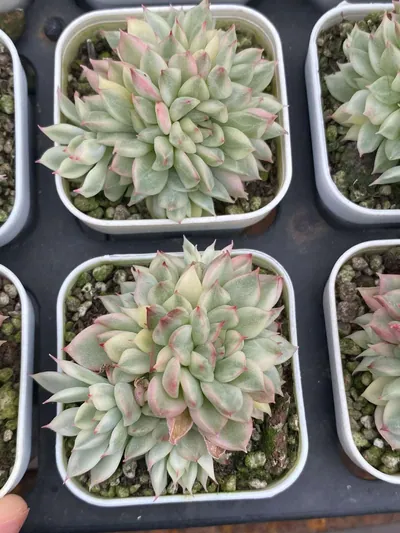 Echeveria 'Mebina' Variegated (女雏锦) succulent — wholesale bare-root export from Yunnan, China (2 of 5)