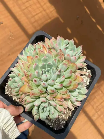 Echeveria Echeveria 'Merlot' succulent — wholesale export from Yunnan, China