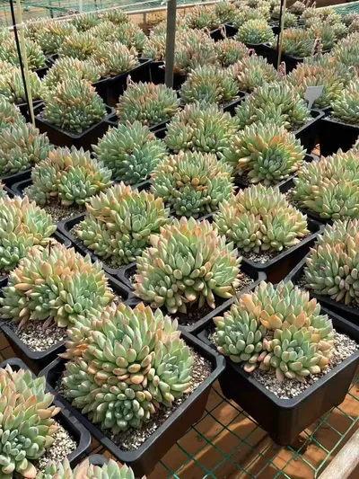 Echeveria 'Merlot' (梅洛) succulent — wholesale bare-root export from Yunnan, China (3 of 4)