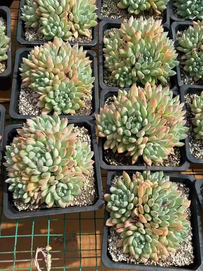 Echeveria 'Merlot' (梅洛) succulent — wholesale bare-root export from Yunnan, China (4 of 4)
