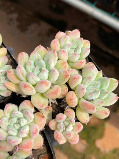 Echeveria 'Merlot' Cluster (梅洛群) succulent — wholesale bare-root export from Yunnan, China (3 of 4)
