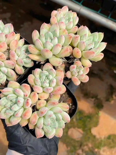 Echeveria 'Merlot' Cluster (梅洛群) succulent — wholesale bare-root export from Yunnan, China (2 of 4)